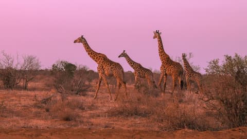 Najlepsze Kraje na Safari w Afryce 🦁🐘